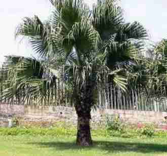 Jual pohon palem sinensis 081292127731