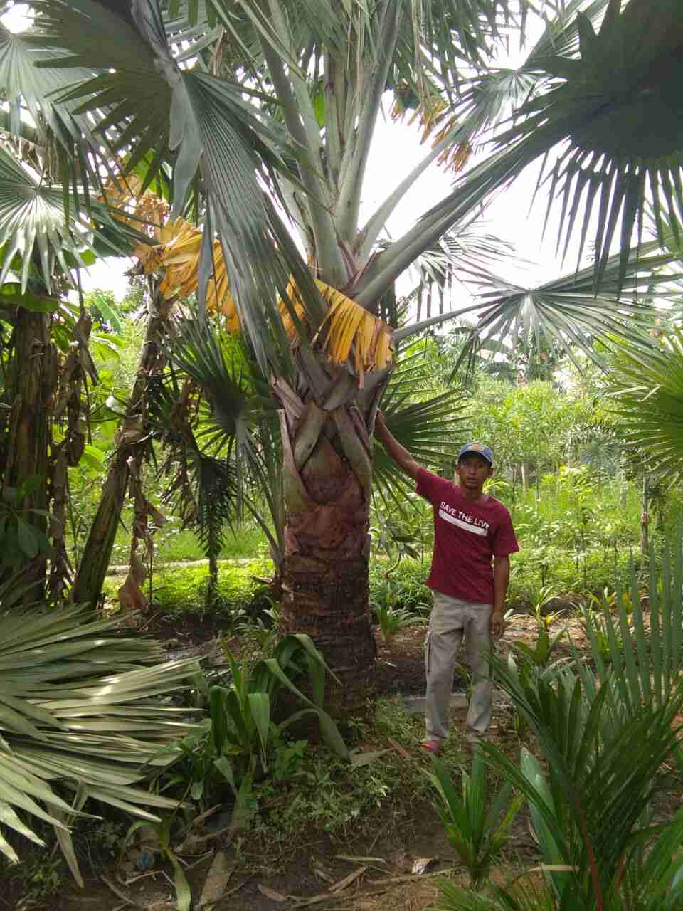 Jual pohon palem bismarkia 081292127731