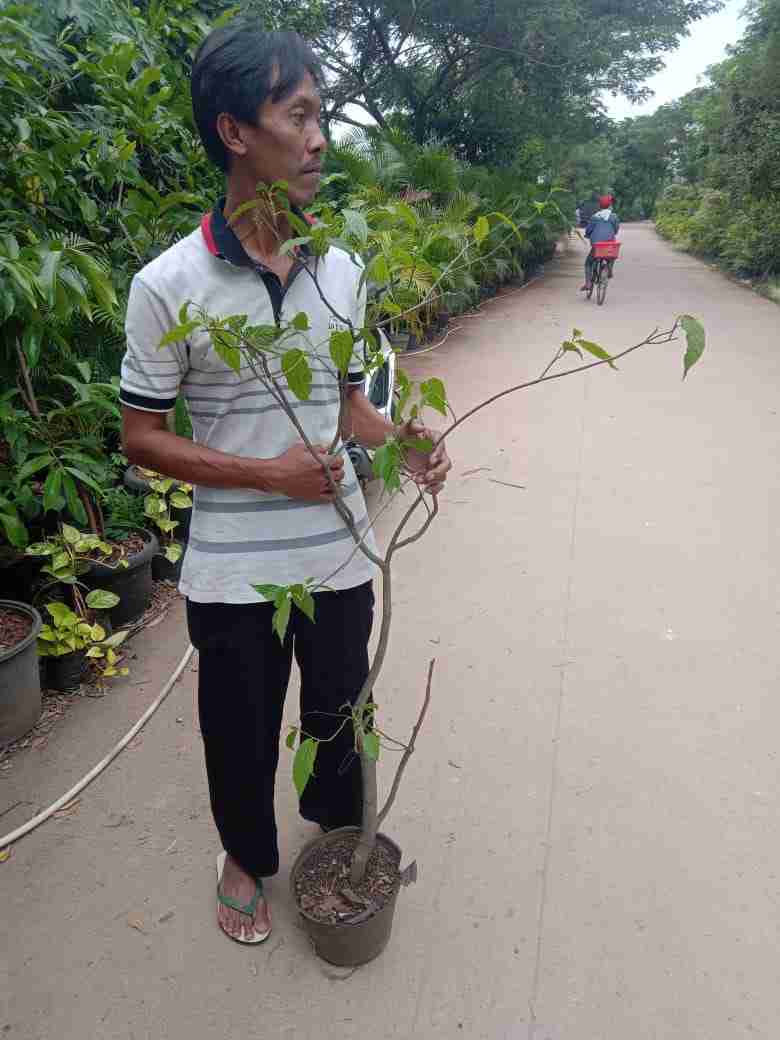 Jual pohon kenanga dll 081292127731