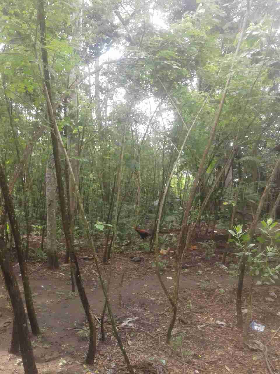Jual pohon bibit trembesi 081292127731