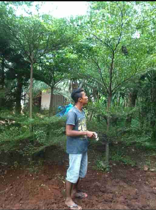 Jual pohon ketapang kencana.dll 081292127731