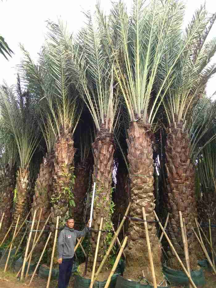 Jual pohon palem kurma 081292127731