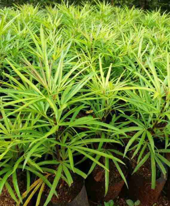 Jual pohon ararea murah 081292127731