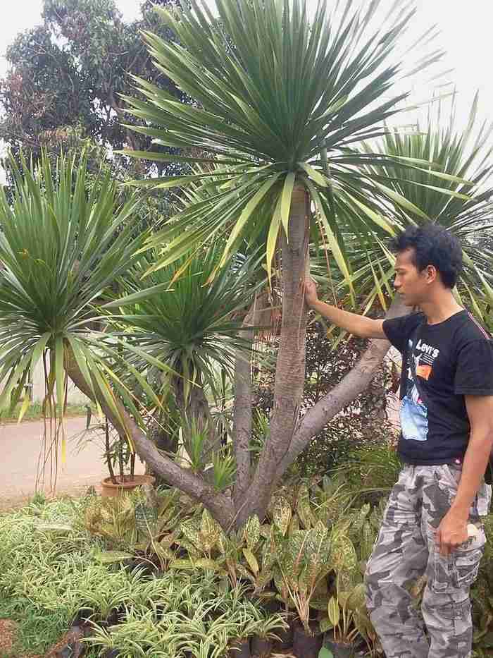 Jual pohon pandan bali 081292127731