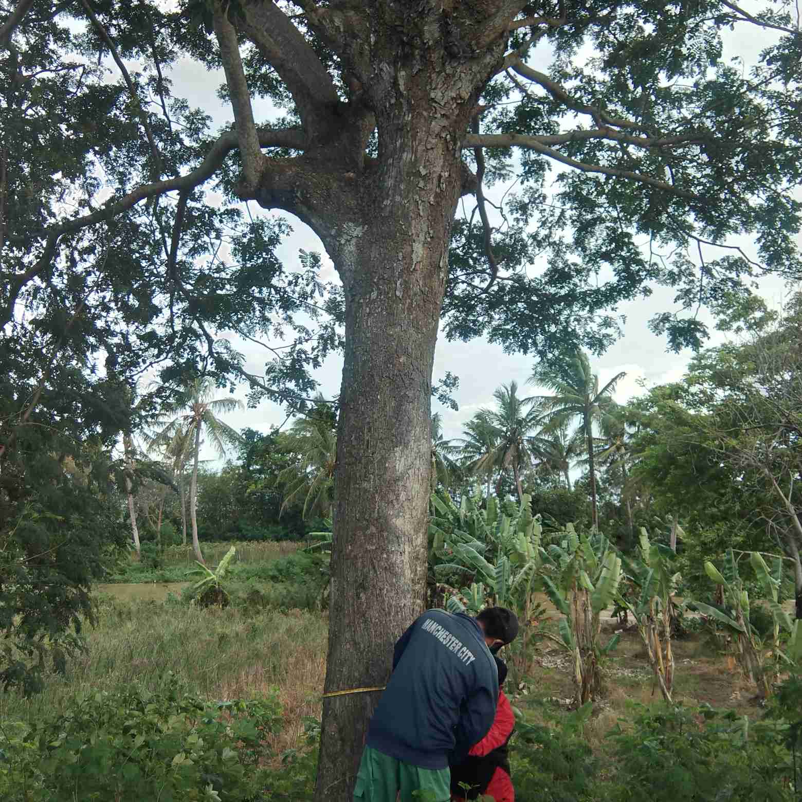 Jual pohon trembesi besar 081292127731