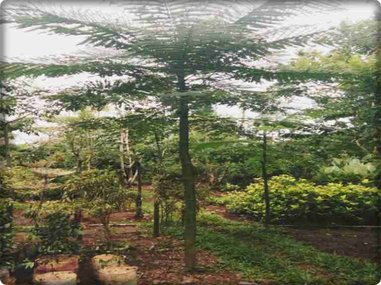 Jual pohon solobium.parahyba.dll 081292127731