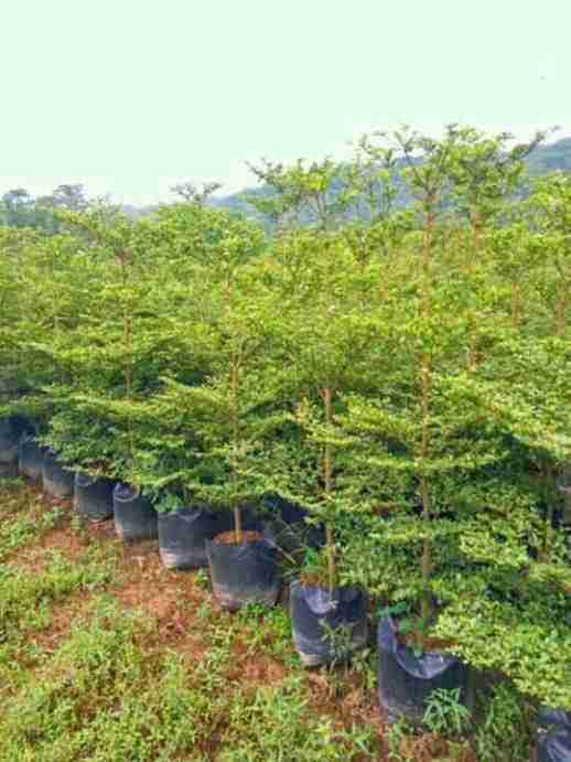 Jual pohon Sikat botol 081292127731