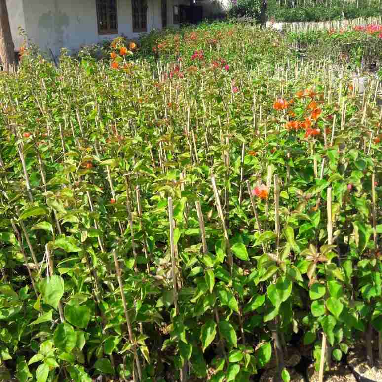 Jual pohon Bougenville murah 081292127731
