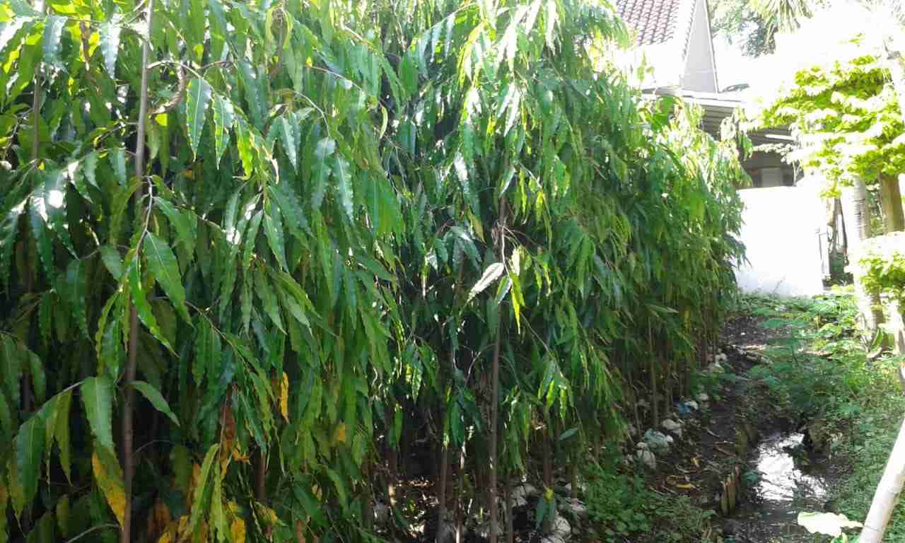 Jual pohon glodokan tiang murmer 081292127731