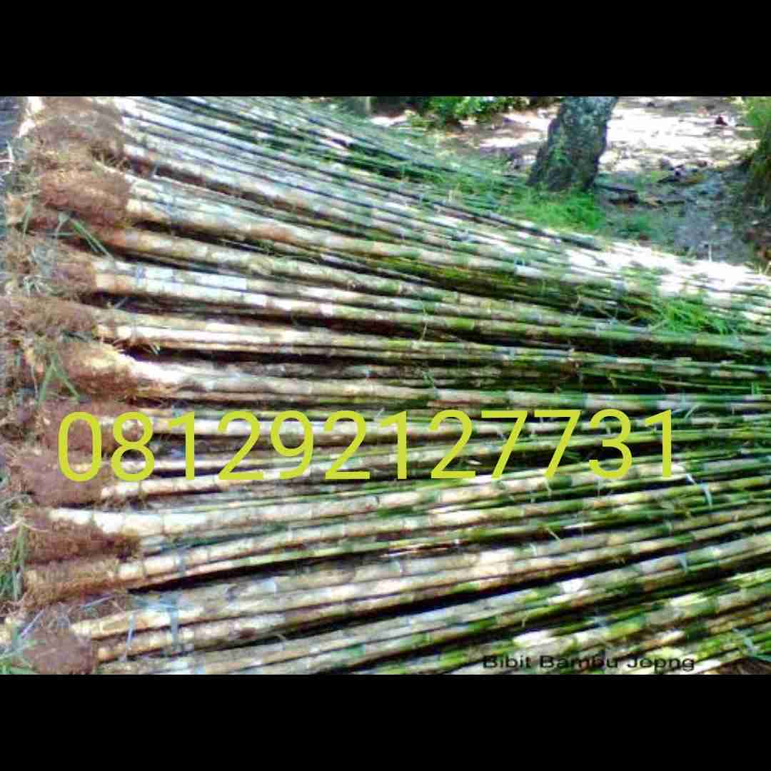 Jual pohon bambu jepang.dll 081292127731
