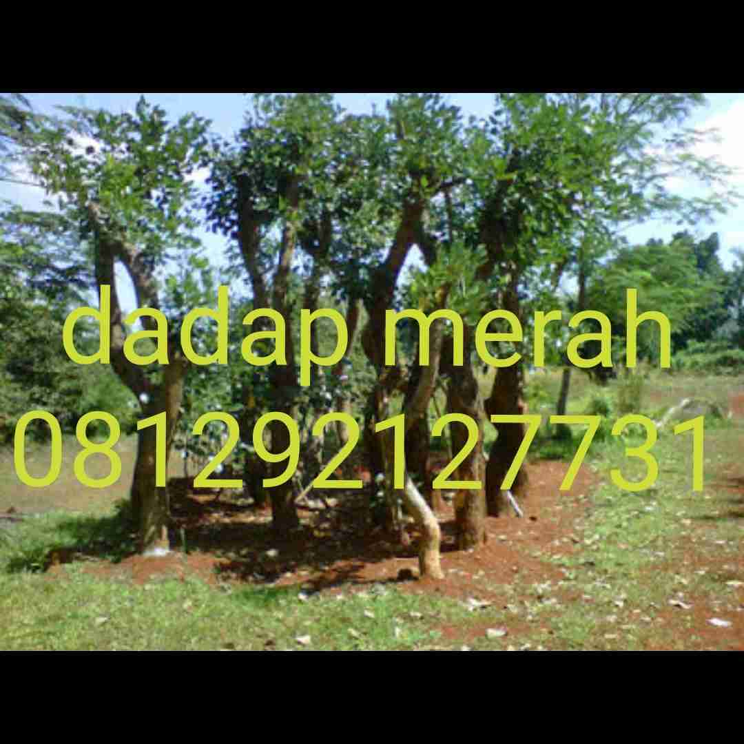 Jual pohon dadap merah.dll 081292137731