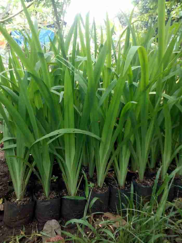 Jual pohon airis 081292127731