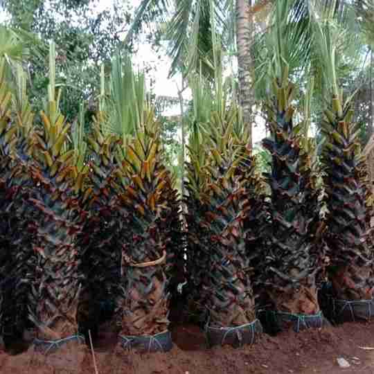 Jual pohon palem lontar 081292127731