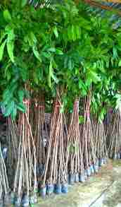Jual pohon oleander 081292127731
