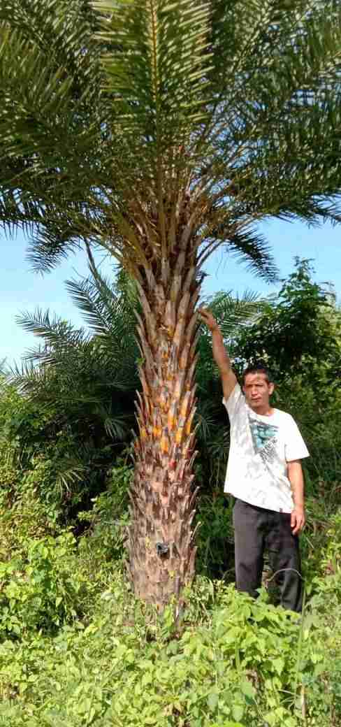 Jual pohon palem kenari 081292127731