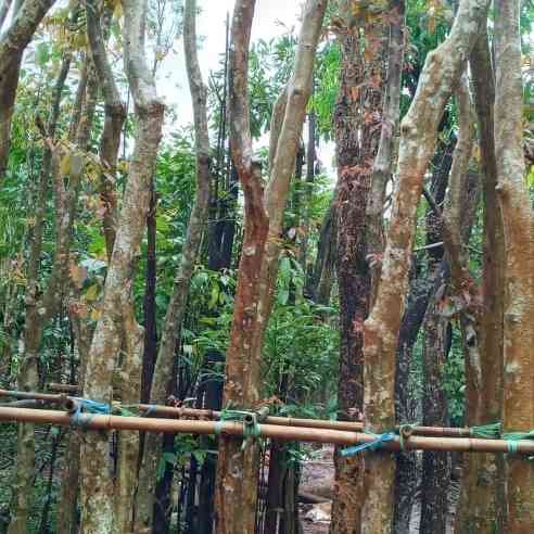 Jual pohon palem botol 081292127731