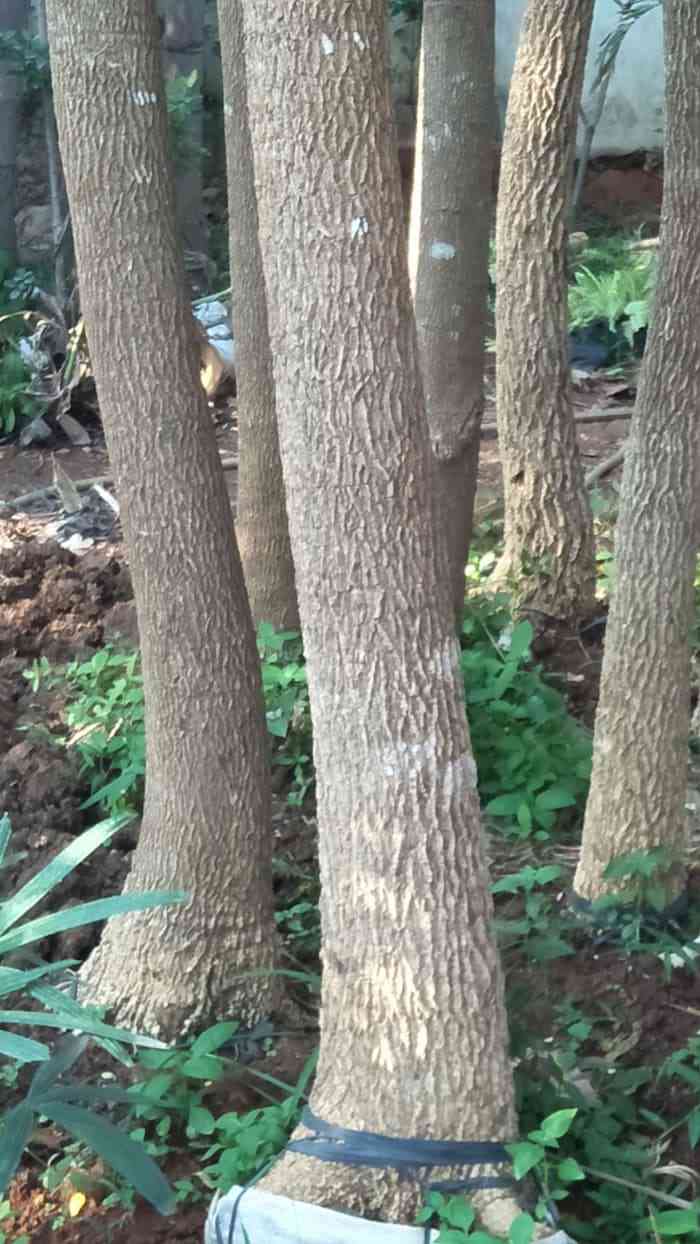 Jual pohon trembesi.081292127731