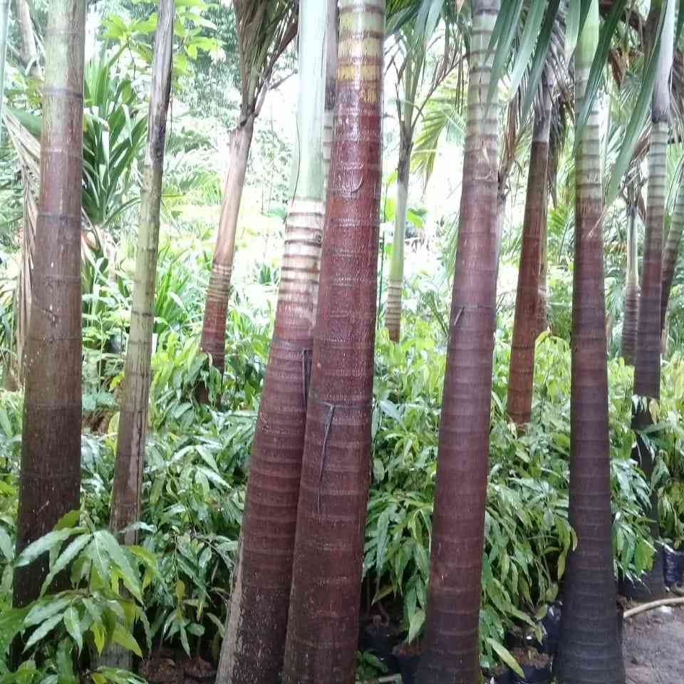 Jual palem putri dll 081292127731