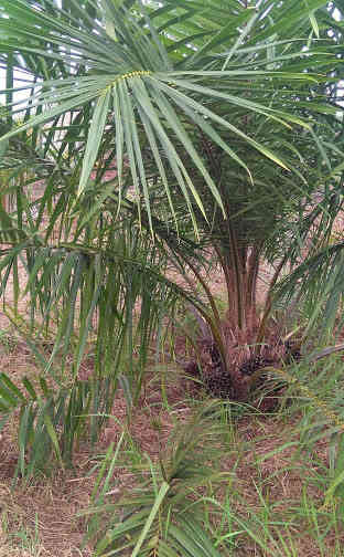 Jual pohon kelapa sawit 081292127731