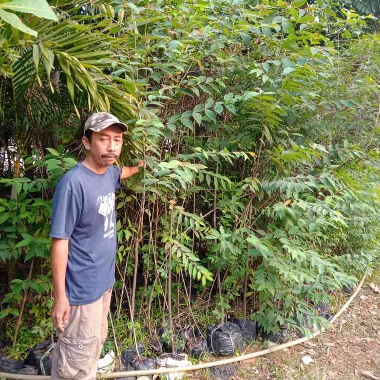 Jual eucalyptus 081292127731