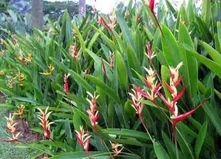 Jual pohon pisang lady 081292127731
