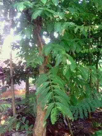 Jual pohon bungur murah 081292127731