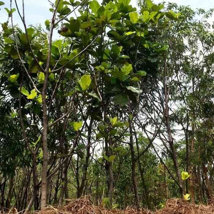 Jual pohon biola cantik 081292127731
