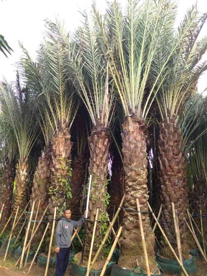 Jual pohon kurma 081292127731