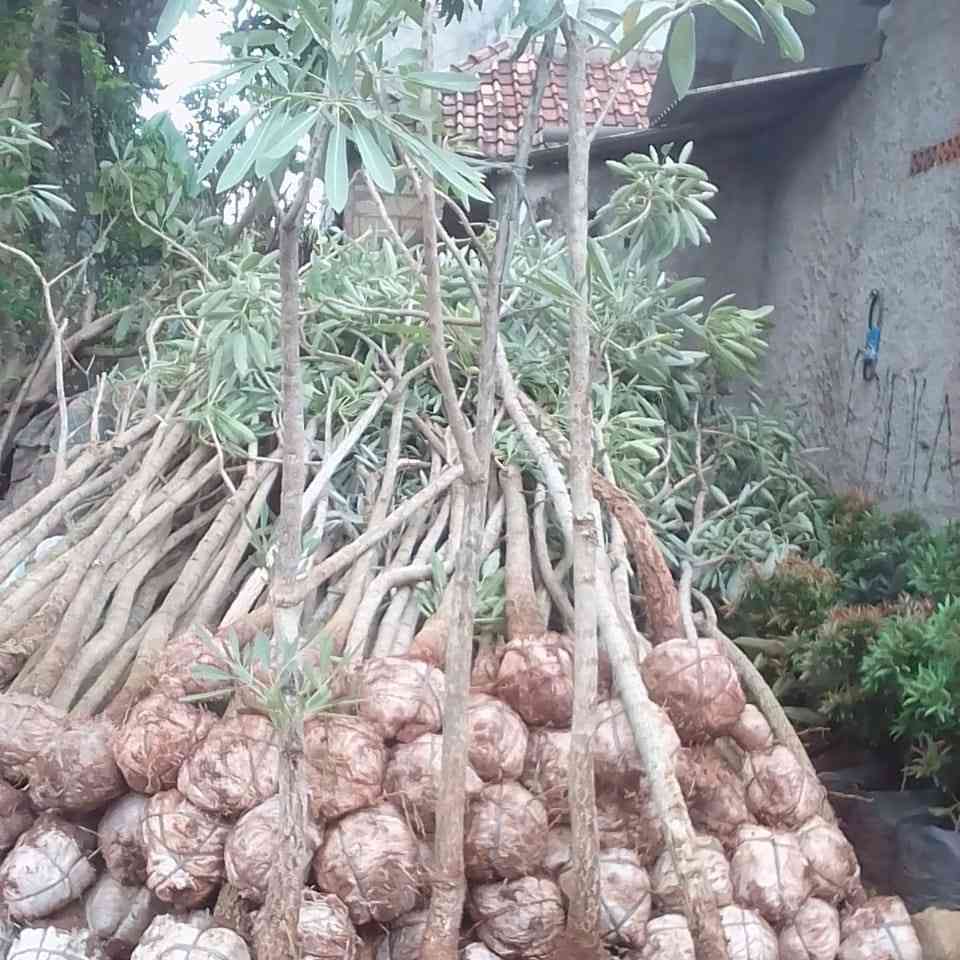 Jual pohon tabebuya kuning 081292127731