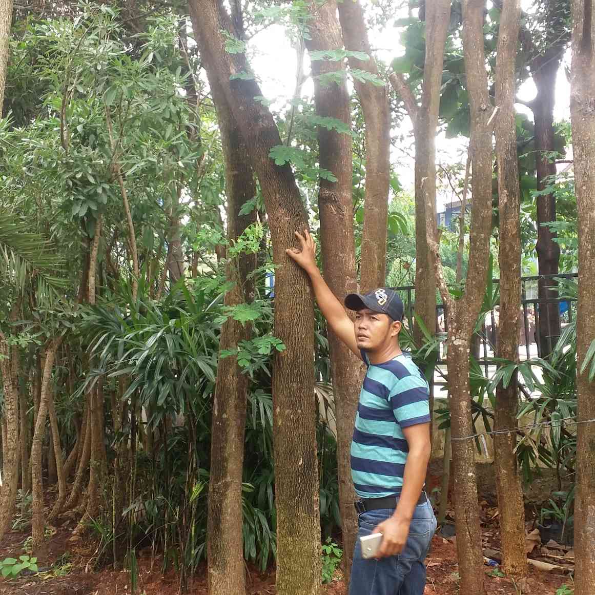 Jual pohon trembesi 081292127731