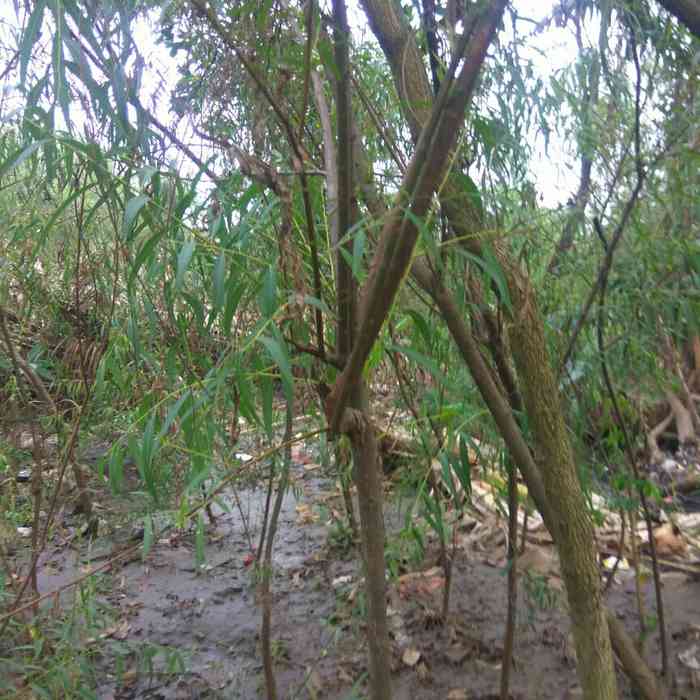 Jual pohon liang liu 081292127731