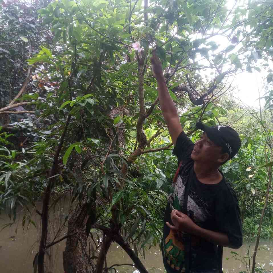 Jual pohon angsana 081292127731