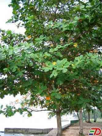 Jual pohon ketapang tingkat/ketapang kencana.dll