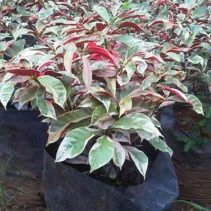 Jual pohon sabang darah 081292127731