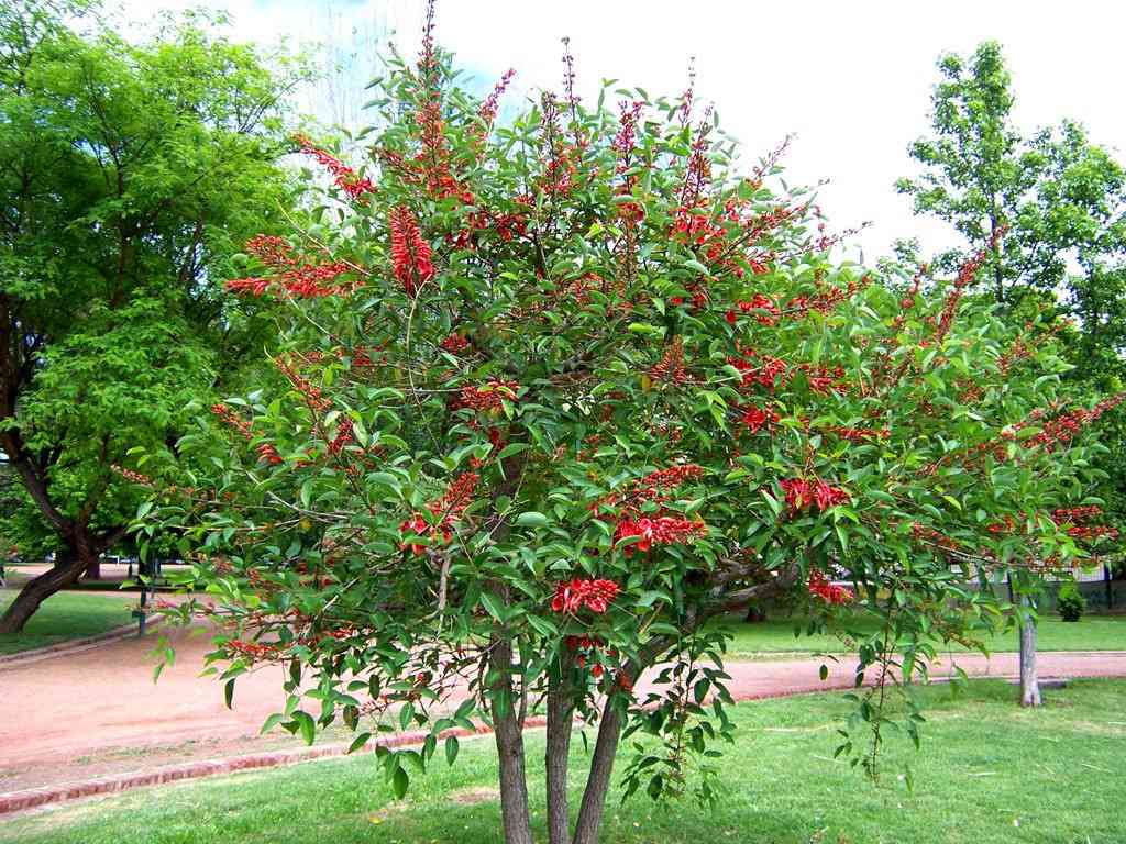 Jual pohon dadap merah murah 081292127731