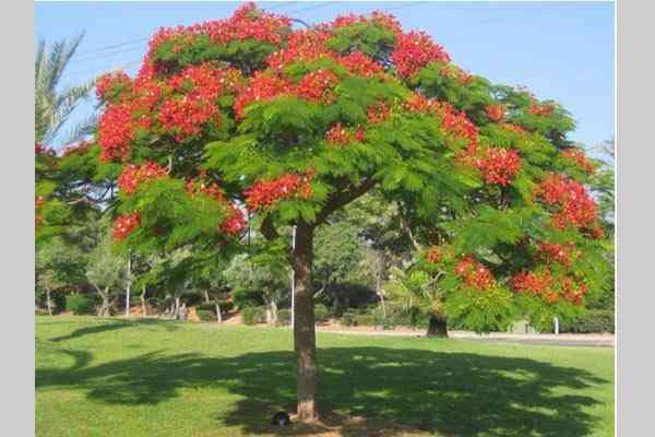 Jual pohon flamboyan murah 081292127731