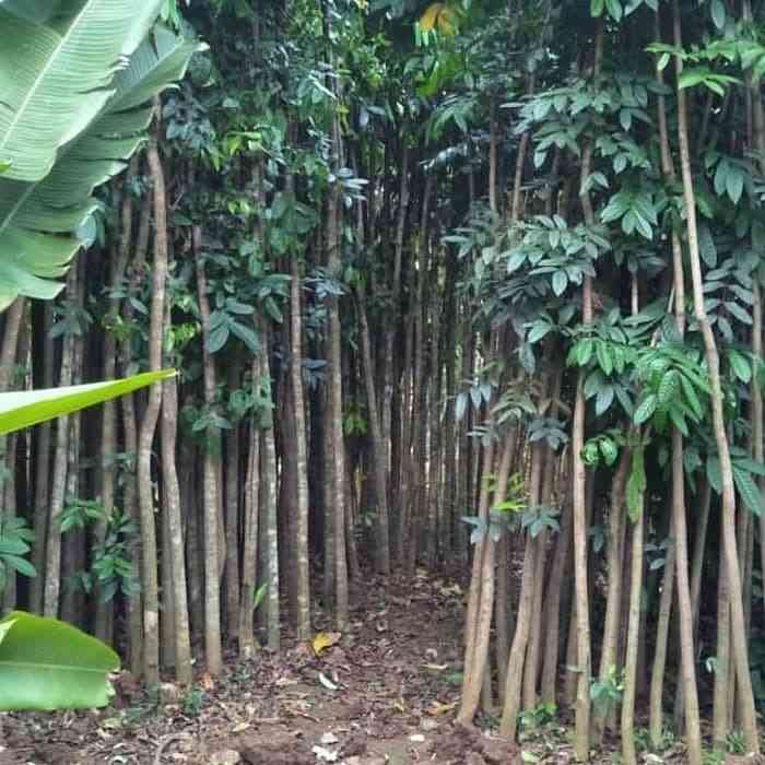 Jasa pasang taman 081292127731