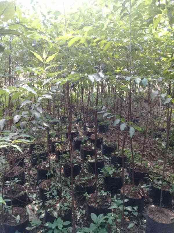 Pasang taman 081292127731