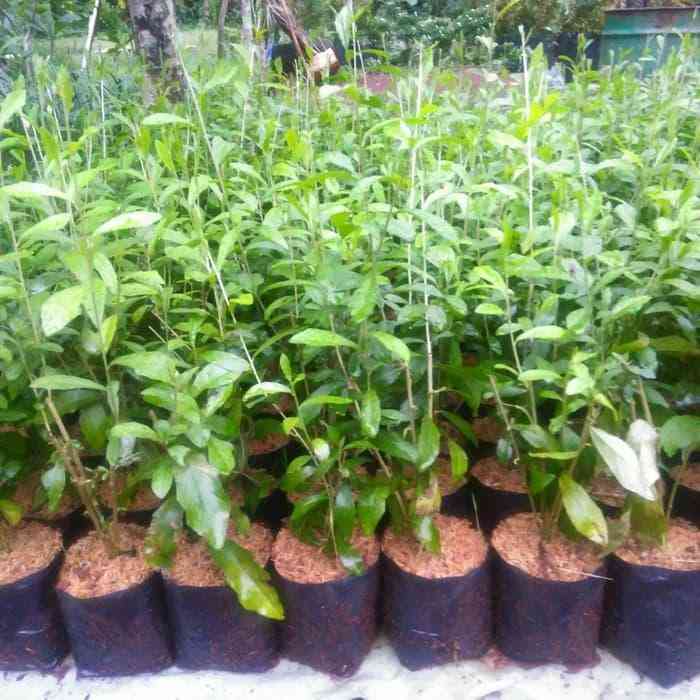 Jual pohon bibit lee kwan yew 081292127731