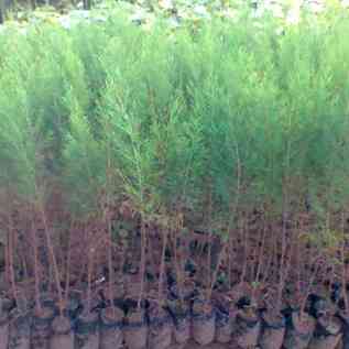 Jual pohon cemara laut 081292127731
