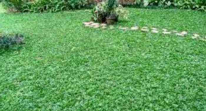 Jual rumput gajah mini 081292127731