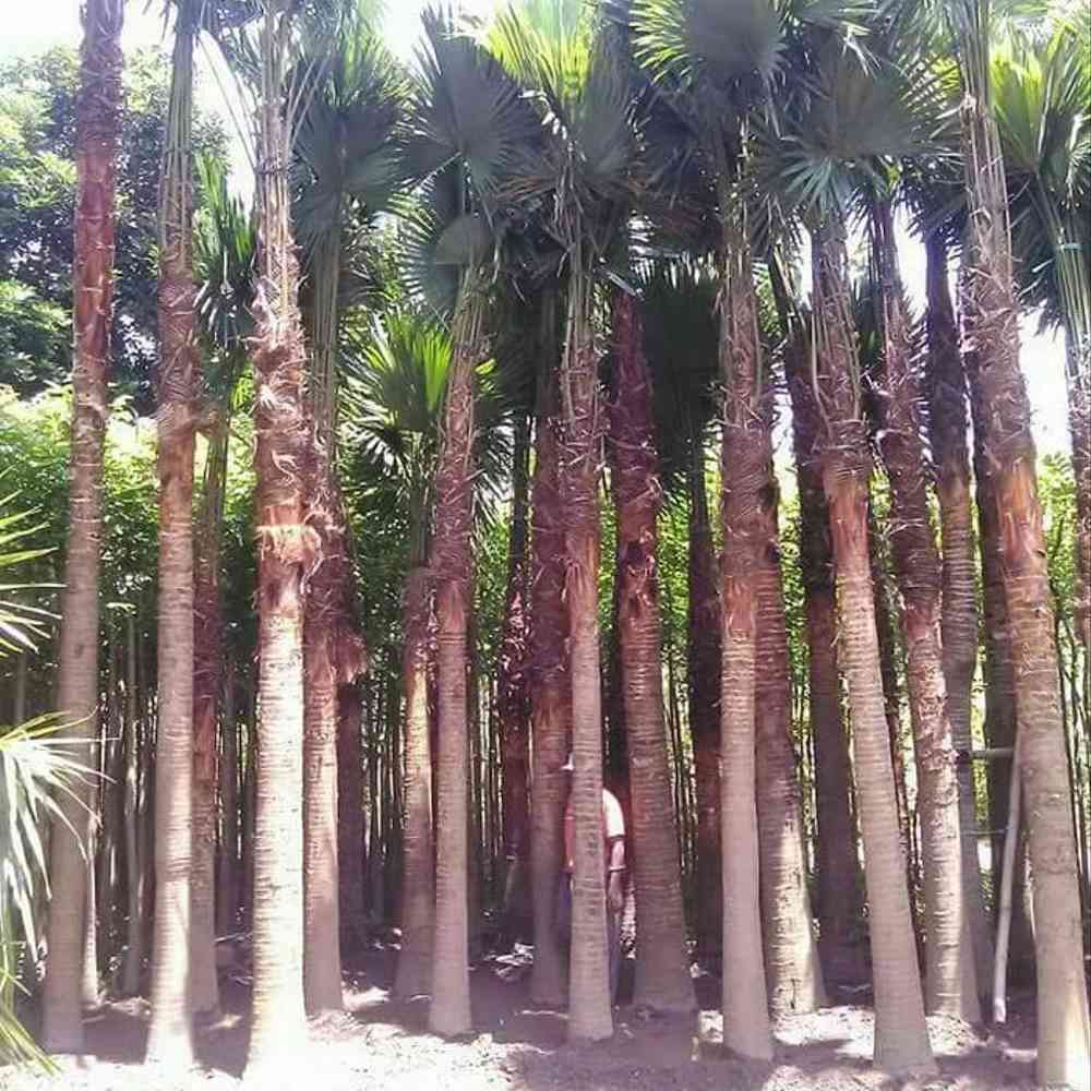 Jual palem sadeng 081292127731