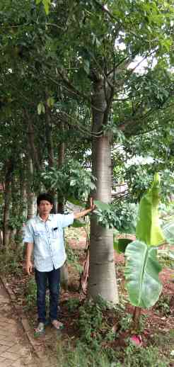 Jual pohon kaki gajah 081292127731