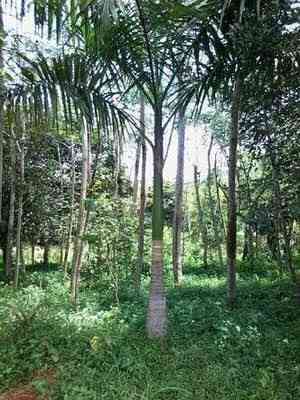 Jual pohon palem raja 081292127731