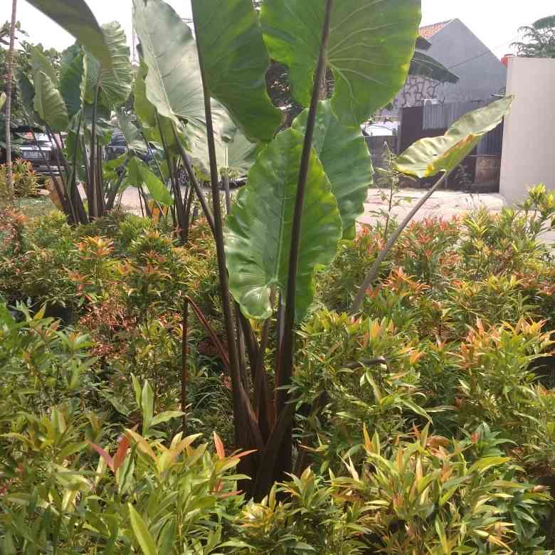 Jual sente ijo 081292127731