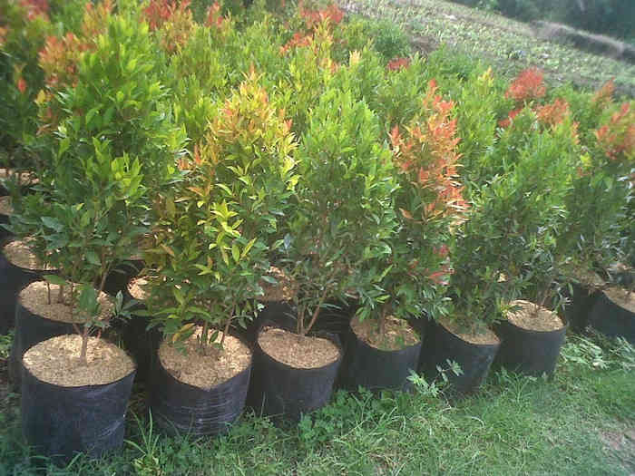 Jual pohon pucuk merah 081292127731