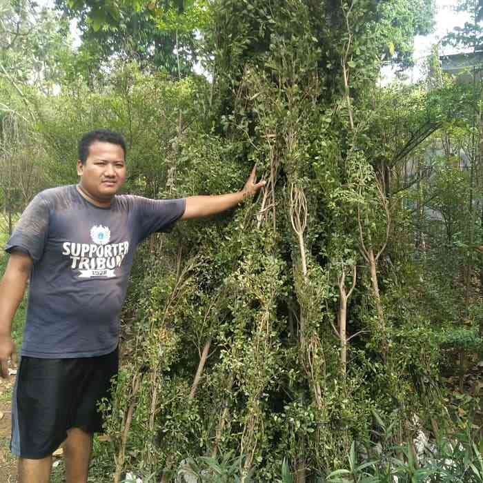 Jual pohon ketapang kencana .081287930923