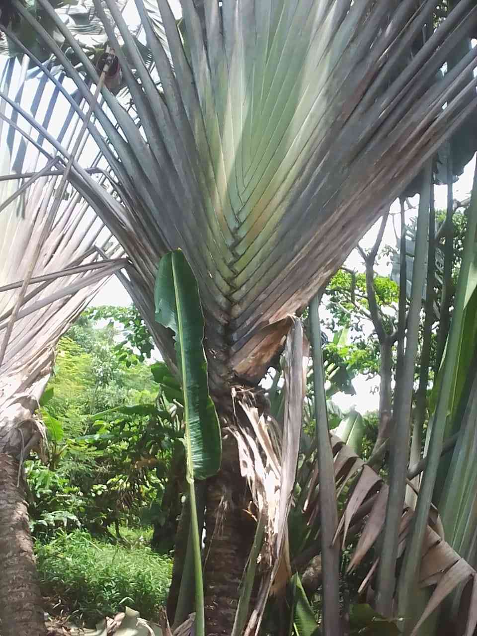 Jual pohon pisang kipas murah 081292127731