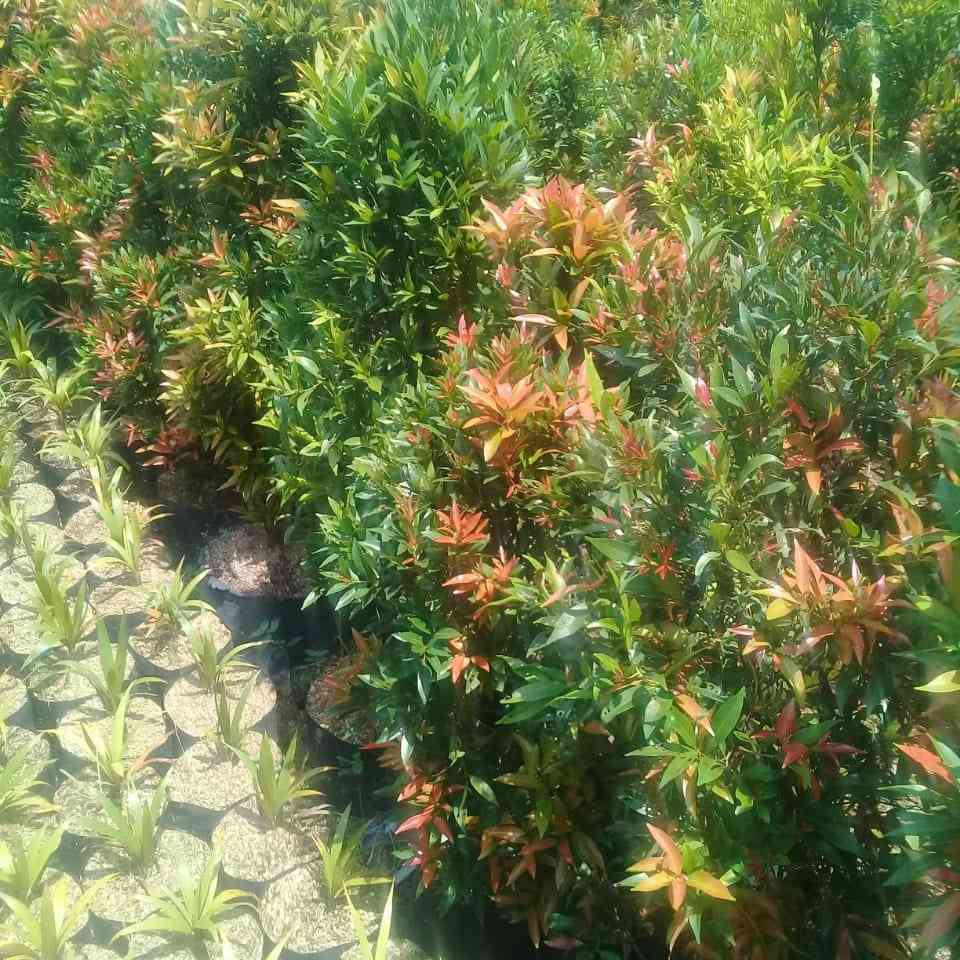 Jual pohon pucuk merah 081292127731