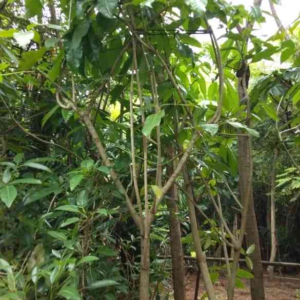 Jual pohon rainbow 081292127731